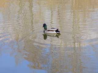 Spring, Park, lake. Ducks flew to the lake. Blue sky, blue lake, wild ducks in the Park.