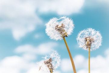 Summer background dandelions on a background of blue sky with clouds