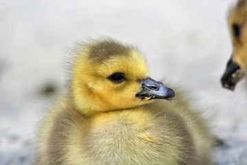A Gosling's Closeup Burnaby lake BC Canada