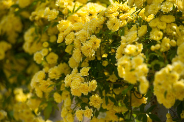 Flowers banksiae Lutea in spring garden. Rosa banksiae, common names Lady Banks' rose.