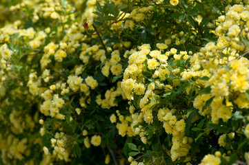 Flowers banksiae Lutea in spring garden. Rosa banksiae, common names Lady Banks' rose.