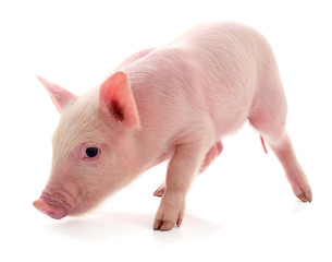 Small pink pig isolated.