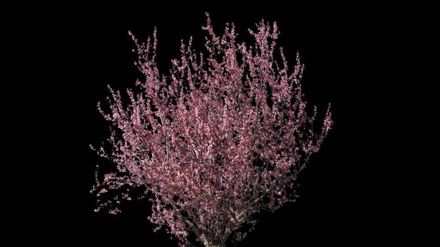Prunus isolated on black background with alpha channel - Apple ProRes 4444 with Alpha channel, 10bit high quality footage