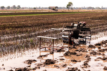 Rice fields that have been harvested and are preparing for the next rice planting