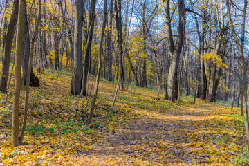 Road in the autumn park covered with yellow leaves