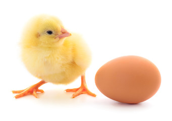 Small chicken and egg isolated.