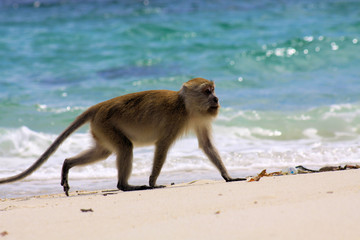 Lonely monkey (crab eating long tailed Macaque, Macaca fascicularis) walking on secluded beach along rough blue sea on Ko Lipe, Andaman Sea, Thailand
