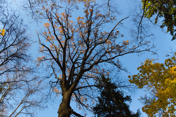 Big tree against sky in the park