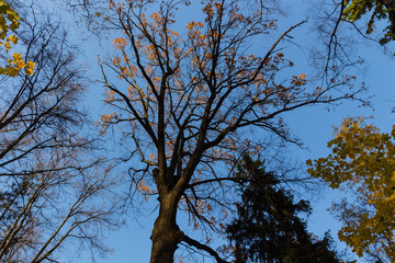 Big tree against sky in the park