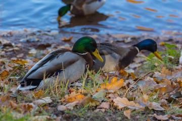 The mallard (Anas platyrhynchos) is a dabbling duck