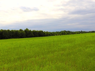 Obraz premium Horizon, Clouds and Grass