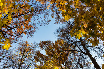 Big beautiful maple trees against clear sky