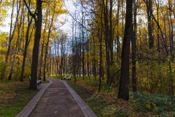 Fototapeta na wymiar Golden autumn scene in the park, road in forest