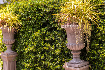 Tree wall with Roman style plant pots