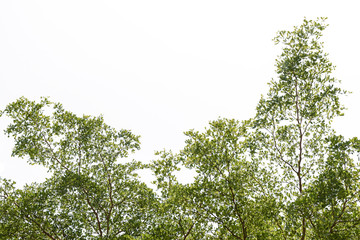 Leaf isolated on white background