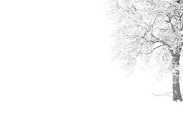 The walnut tree in the Swiss winter