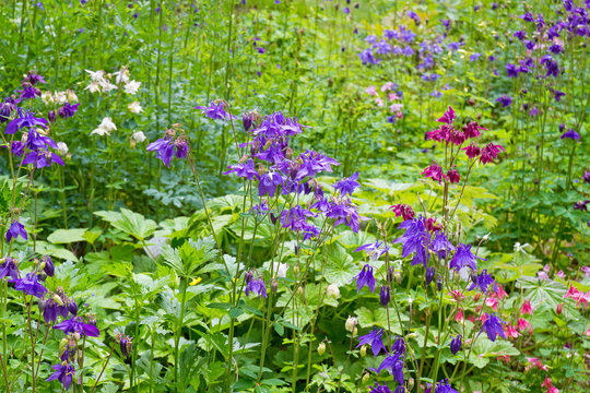 Blumenbeet mit Akelei in verschiedenen Bl&uuml;tenfarben