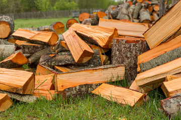 Aspen cutting wood in the countryside