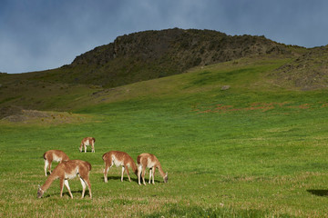 Fototapeta na wymiar Guanaco (Lama guanicoe) in Valle Chacabuco, northern Patagonia, Chile.