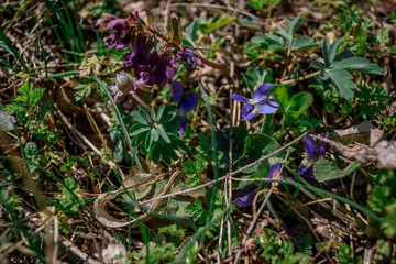 flowers in the forest