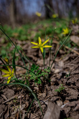young plants in the garden