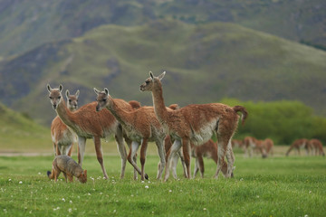 South American Grey Fox (Lycalopex griseus) searching for food amongst a group of Guanaco (Lama guanicoe) in Valle Chacabuco, northern Patagonia, Chile.