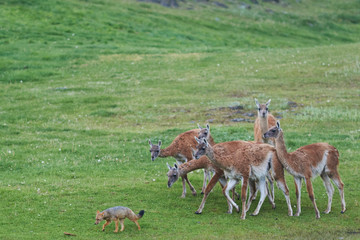 Naklejka na ściany i meble South American Grey Fox (Lycalopex griseus) searching for food amongst a group of Guanaco (Lama guanicoe) in Valle Chacabuco, northern Patagonia, Chile.