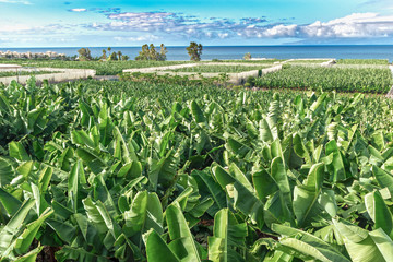  scenic view of banana plantation on Tenerifa against sky