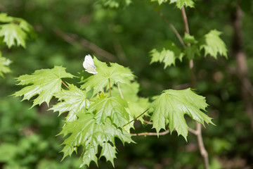 butterfly on leaf background