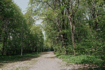 Fototapeta na wymiar The road in the summer forest