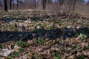 young plants in the garden