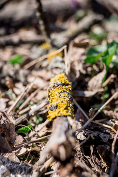 Mushroom, Nature, Forest, Autumn, Fungus, Grass, Spring, Plant, Fungi, Green, Flower, Yellow, Macro, Leaf, Season, Closeup, Red, Cap, Mushrooms, Toadstool, Food, Wild, Amanita, White, Natural