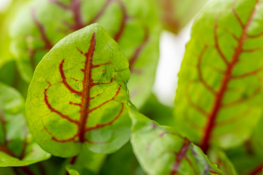 Nahaufnahme einer Sorrel-Pflanze
