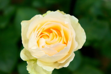 White roses in botanical garden