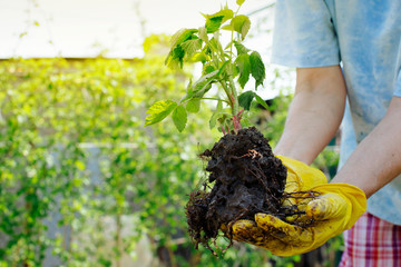 Young green sprouts of a farm plant seedlings in the careful hands of the gardener are prepared for planting in the ground. Very lighting background. Close-up. Earth Day concept