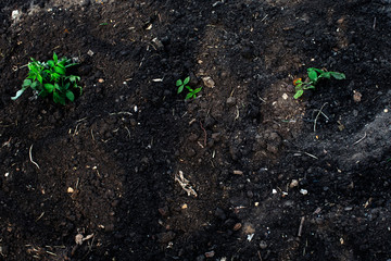 fresh raspberry sprouts planted in the ground and sprinkled with fertilizer. Close-up, top view, Earth Day concept