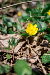 yellow flowers in garden