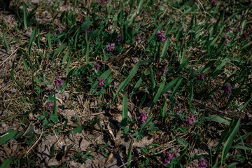 young plants in the garden