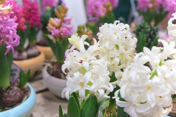 Hyacinth flower potted plant