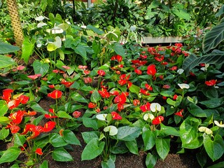 Herrenh&auml;user G&auml;rten/Hannover (Germany)