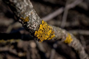 nature, tree, branch, green, plant, forest, macro, spring, leaf, animal, insect, lizard, moss, wood, growth, twig, reptile, close-up, autumn