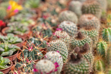 Succulent plants and cactus in pots for sale in street market.