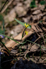 nature, plant, green, spring, flower, growth, grass, leaf, sprout, forest, seedling, seed, life, snowdrop, small, young, new, macro, agriculture, soil, garden, fresh, white, growing, closeup