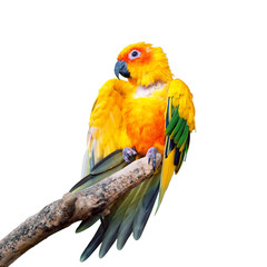 Parrot, isolated on white