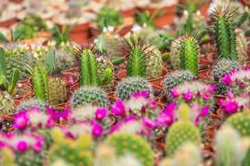 Succulent plants and cactus in pots for sale in street market.