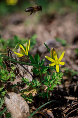  flowers in the garden