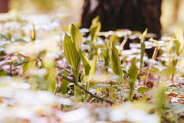 spring white flowers