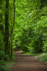 Obraz premium retail of big trees in the forest at spring