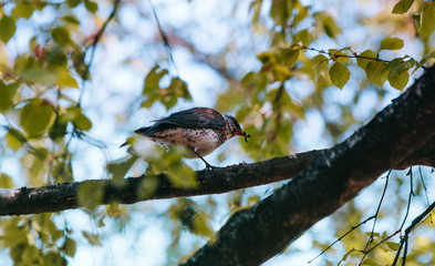 spring white flowers