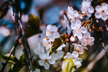 spring white flowers
